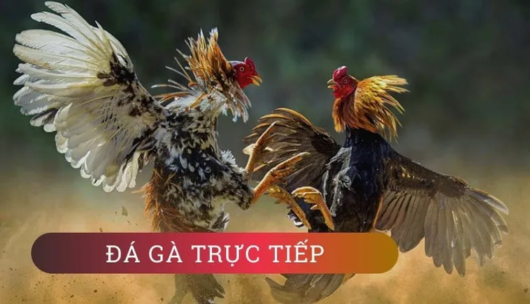 Bí Quyết Thắng Đá Gà WS168 Tại S666 Dành Cho Người Mới