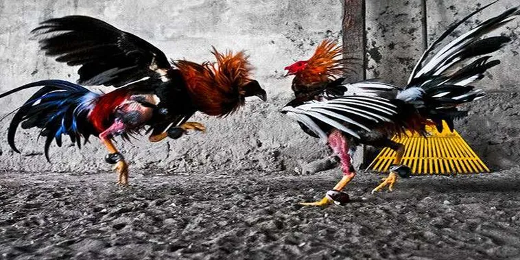 Bí Kíp Chinh Phục Đá Gà GA28 Tại S666 Dành Cho Kê Thủ
