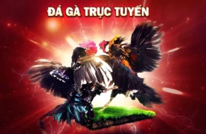 Bí Quyết Thắng Lớn Với Đá Gà 3D Tại S666 Hấp Dẫn
